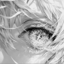 Karma Avatar